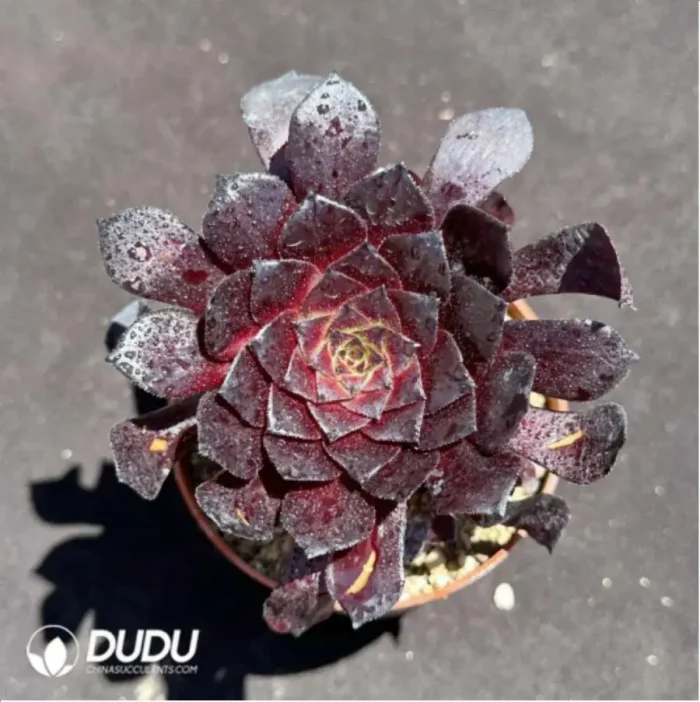 Aeonium Copper Pot - Image 1
