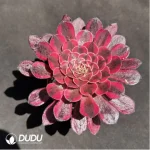 Aeonium Sweet Pomegranate