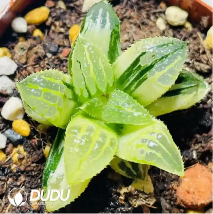 Haworthia Queen AokiVariegated - Image 1