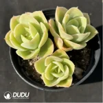 Echeveria Xingtana clustering