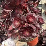 Aeonium Dark goddess Clustering