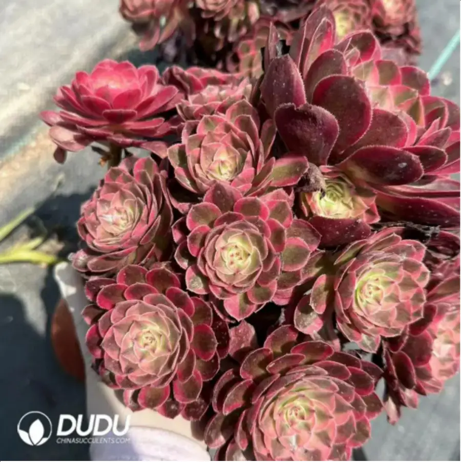 1-2007.webp Aeonium jade posture Clustering - Image 1