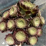 Aeonium kaleidoscope Clustering