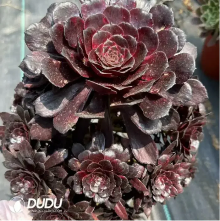 1-2009.webp Aeonium Moji Clustering - Image 1