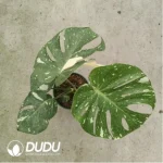 25.71/Pcs Monstera deliciosa Thai Constellation(Plant)(20Pcs??