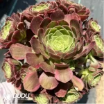 200MM Aeonium Halloween Variegated Clustering