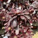 Aeonium Yaoji Clustering