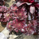 Aeonium Meiji Variegated Clustering