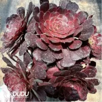 Aeonium Dark Goddess Variegated Clustering