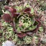 Aeonium Baifeng Variegated Clustering