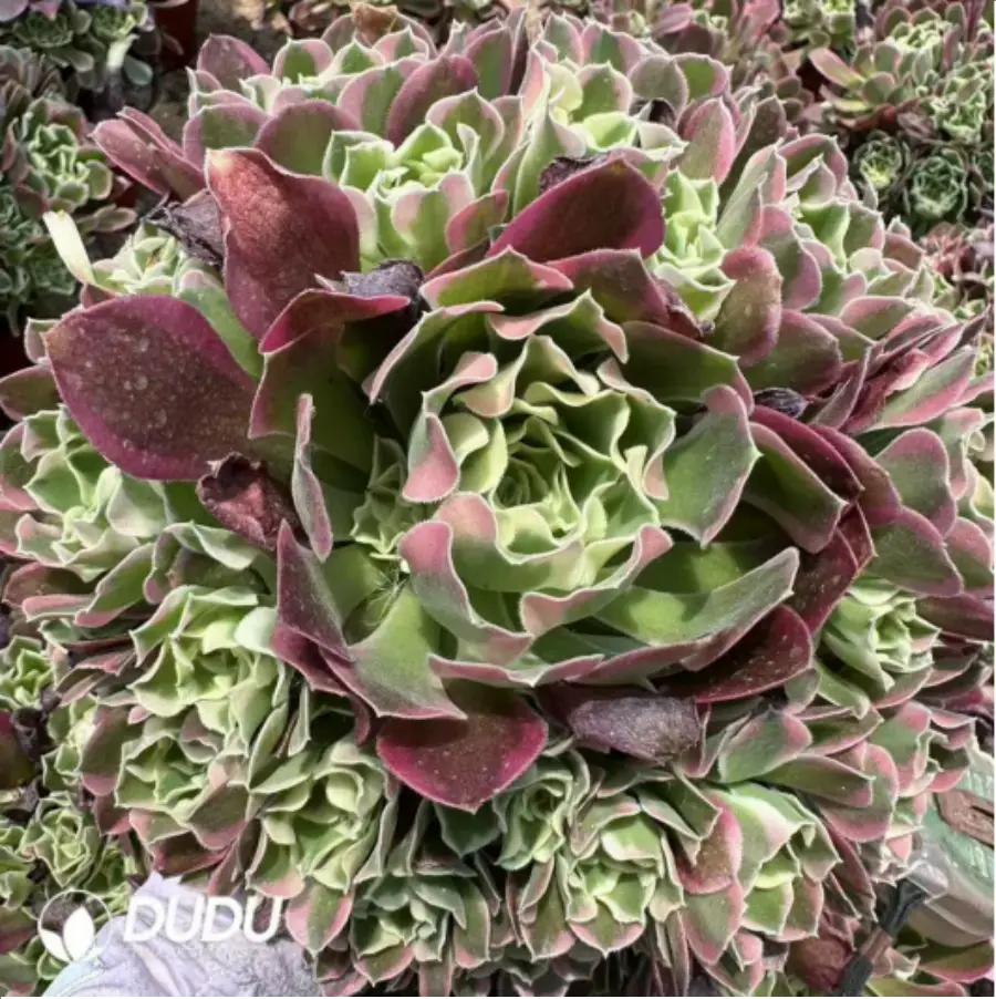1-2017.webp Aeonium Baifeng Variegated Clustering - Image 1
