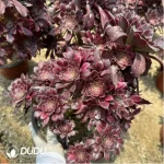 Aeonium Xueji Variegated Clustering