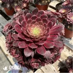 Aeonium Zwartkin Variegated Clustering