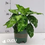 1.3/Pcs Aglaonema pictum Tricolour Seedling(100Pcs??