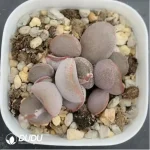 Adromischus Dumpling