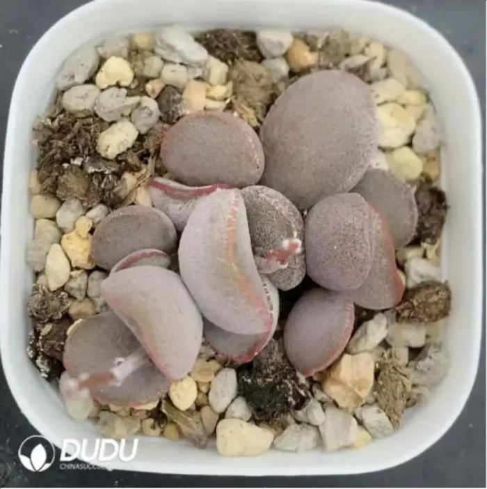 Adromischus Dumpling - Image 1