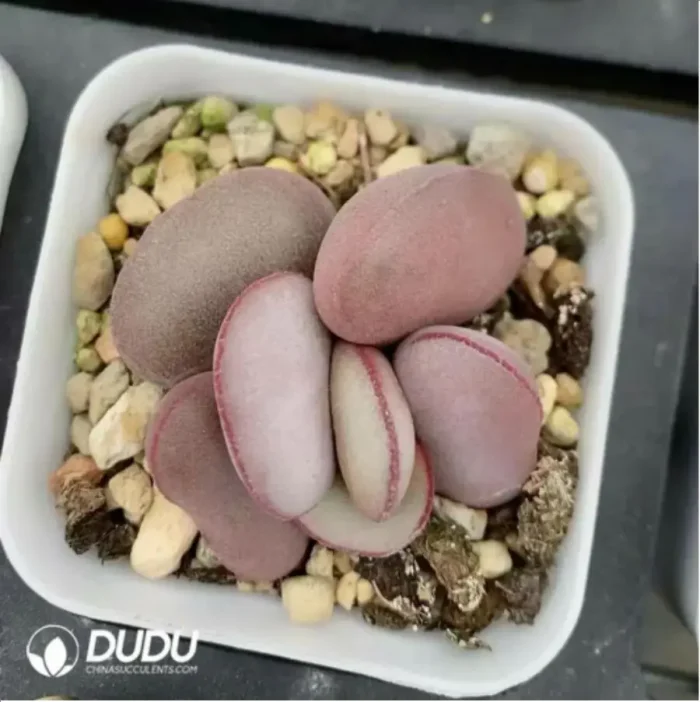 1-2023.webp Adromischus Red Egg - Image 1