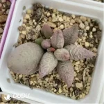 Adromischus Ice cream