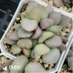 Adromischus Glass