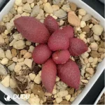 Adromischus Red Apple