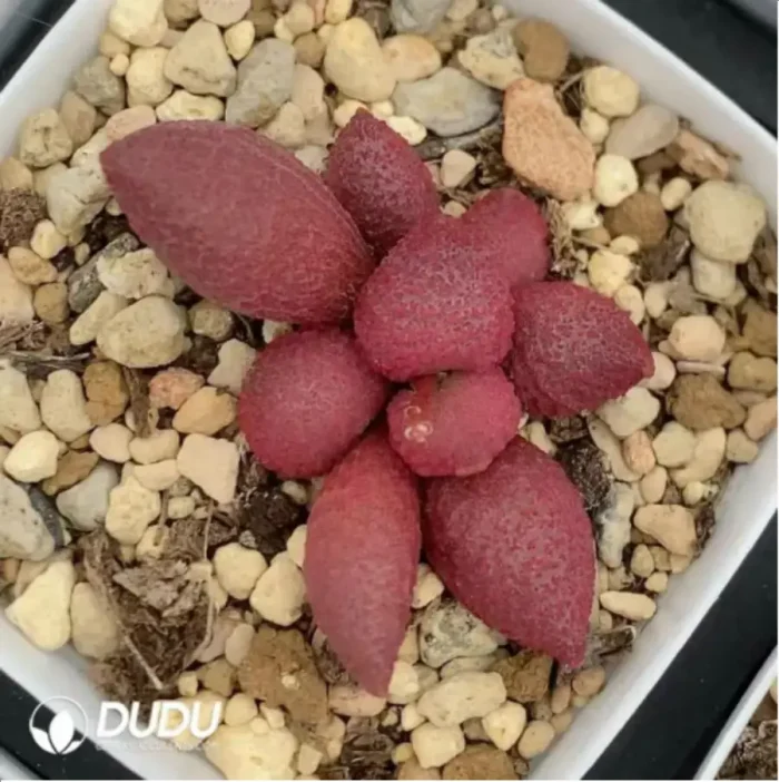 Adromischus Red Apple - Image 1