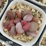 Adromischus Sweetheart