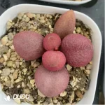 Adromischus Hattori