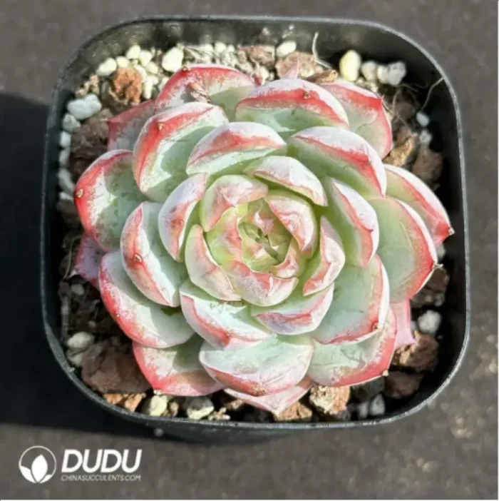 1-2047.webp Echeveria Sicilia - Image 1