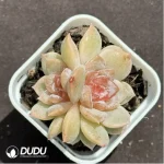Echeveria Freud Double