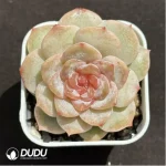 Echeveria Freud