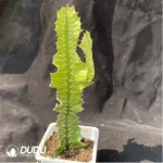 Cactus-Ferocactus latispinus