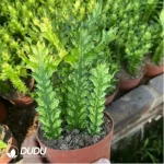 Euphorbiaceae-Euphorbia-Trigona Variegated(5PCS)