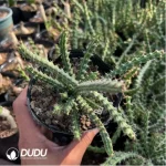 Euphorbiaceae-Euphorbia-Aeruginosa(With caudex)Leaf 90MM long, including caudex 200MM