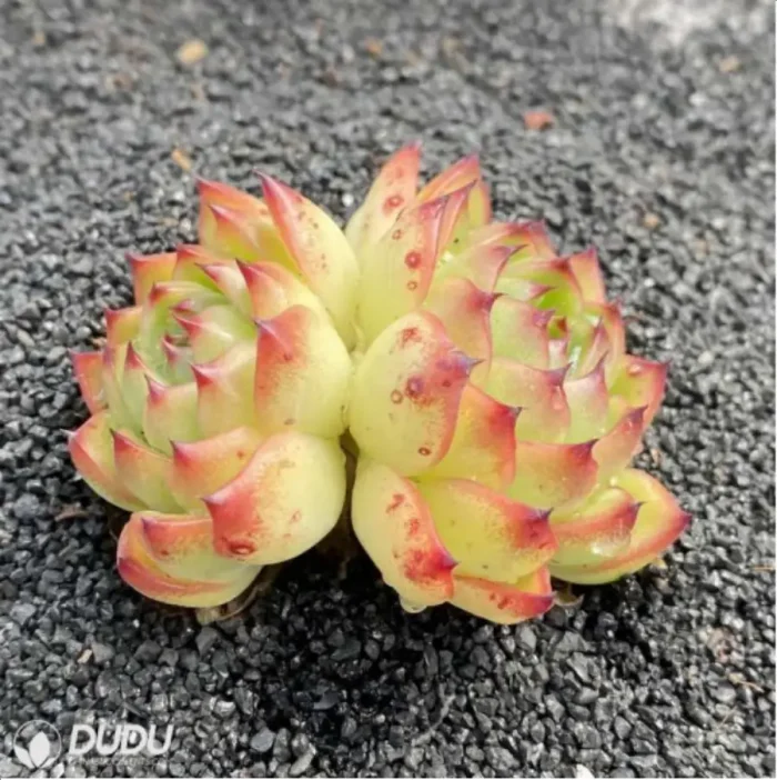 Echeveria 'Moon Stone' - Image 1