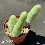 Cactus-Echinopsis lageniformis/Penis Cactus