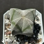Cactus-Astrophytum myriostigma var. nudum