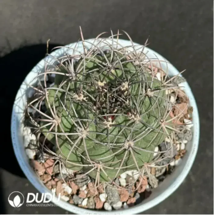 1-2068.webp Cactus-Gymnocalycium saglionis (Cels) Britton & Rose - Image 1