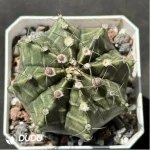 Cactus-Gymnocalycium mihanovichii subsp.