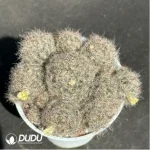 Cactus-Mammillaria prohjera