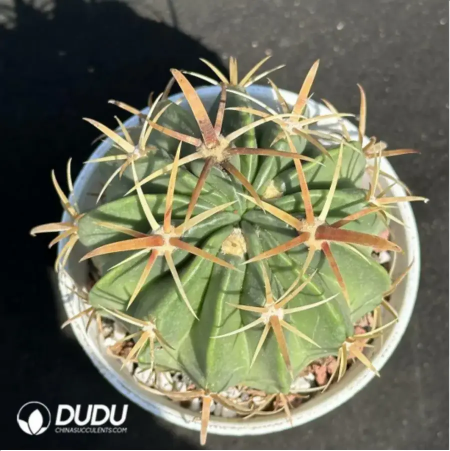 1-2082.webp Cactus-Ferocac-tus latispinus - Image 1