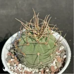 Cactus-Matucana madisoniorum