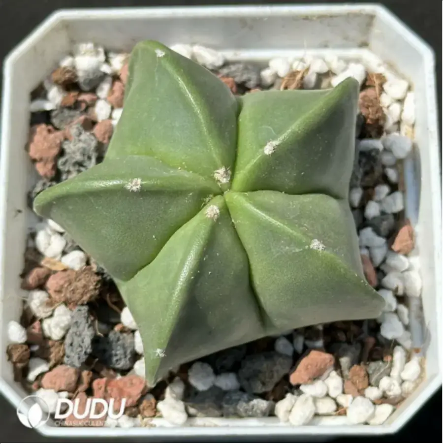 1-2096.webp Cactus-Astrophytum myriostigma var. nudum - Image 1