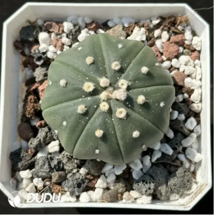 Cactus-Astrophytum asterias 'Nudas' - Image 1