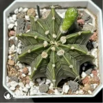 Cactus-Gymnocalycium stenopleurum sp. hybr.