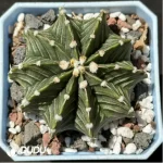 Cactus-Gymnocalycium stenopleurum var.