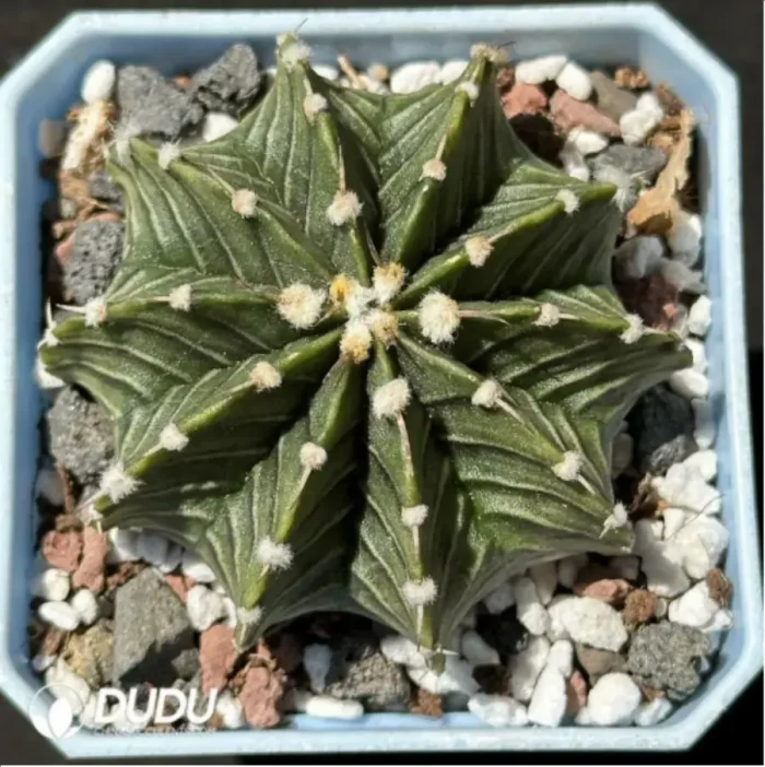 1-2102.webp Cactus-Gymnocalycium stenopleurum var. - Image 1