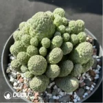 Cactus-Sulcorebutia callecallensis Clustering