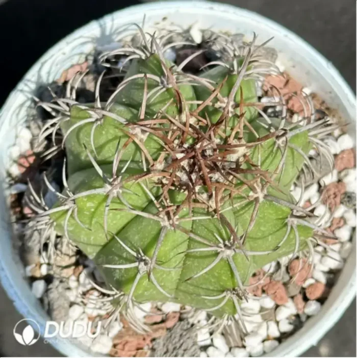 Cactus-Melo Boehm Cirrus - Image 1