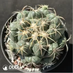 Cactus-Coryphantha elephantidens