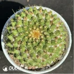 Cactus-Mammillaria marksiana Krainz